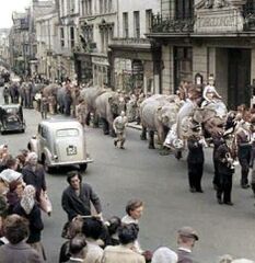 Elephants on Cambridge Road c1950